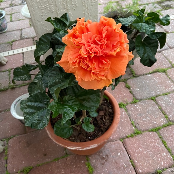 Meet your Posher, Apsara - Picture 1 of 1